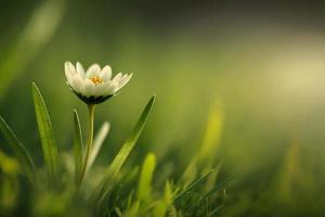 Nahaufnahme einer winzigen Blume, die in frischem grünem Gras mit verschwommenem Hintergrund wächst. foto