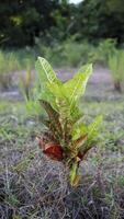 bunter garten croton bunte pflanze. foto