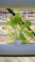 frische Blattsalatgrüngemüsepflanze durch hydroponische Methode. Nährfilm-Transfer-Hydrokultur-Setup-System-Idee. moderner Gemüseanbau. foto