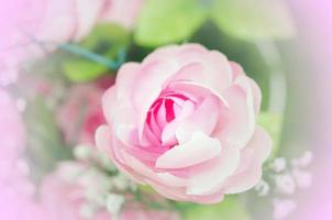 schöne rosa Rosen foto