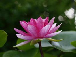 rosa Lotusblume draußen