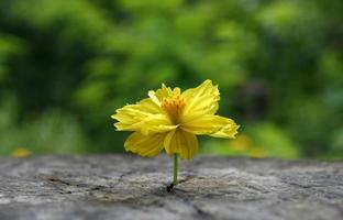 Ringelblume wächst durch Beton foto