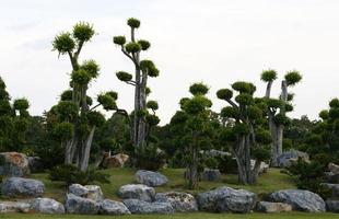 Bonsai-Bäume draußen foto