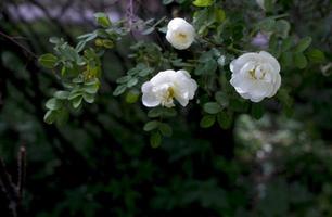 weiße Roseship-Blume auf einem dunkelgrünen Hintergrund foto