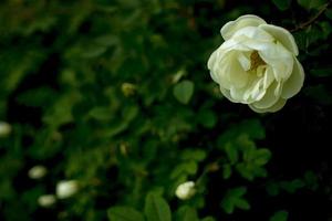 weiße Roseship-Blume auf einem dunkelgrünen Hintergrund. Platz kopieren foto