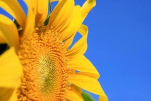 schöne Sonnenblume für Hintergrund foto