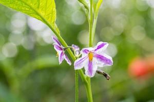 Pepino Solanaceous Blumen auf einer grünen Pflanze foto