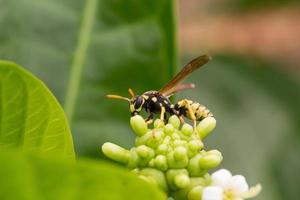 eine Wespe, die an einer Blütenstandpflanze saugt foto