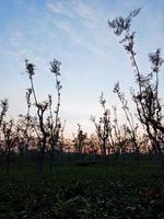 Blick auf Plantagen in Zentral-Java foto