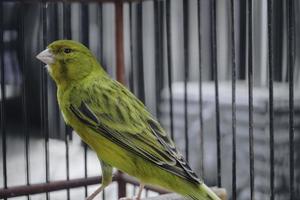 gelber einheimischer kanarienvogel serinus canaria forma domestica, der auf einem zweig in einem käfig sitzt foto