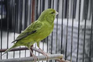 gelber einheimischer kanarienvogel serinus canaria forma domestica, der auf einem zweig in einem käfig sitzt foto