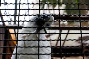 Selektiver Fokus von Eleonora-Papageien, die grüne Bohnen in ihren Käfigen essen. foto