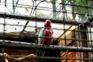 Selektiver Fokus des in seinem Käfig sitzenden Rosenkakadus. foto