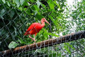 Selektiver Fokus des scharlachroten Ibis-Vogels, der in seinem Käfig stand. foto