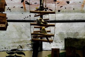 Selektiver Fokus von Nymphensittichvögeln, die in ihren Käfigen baumeln. foto