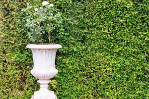 Steinblumentopf bedeckt mit Efeubusch bei Sonnenlicht foto