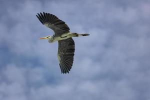 Flying Great Blue Heron mit offenen Flügeln an einem sonnigen Tag mit blauem Himmelshintergrund. entspannender Blick auf die Tierwelt foto