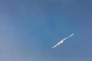 Möwen fliegen an einem klaren Himmel, Freiheitstier konzeptionell foto