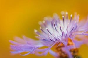 Zusammenfassung der lila Blüten der Sommerblume. schönes Sonnenlicht und friedlich blühende Wiesenblume. künstlerisches Makrobild auf gelbem Hintergrund foto