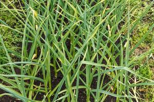 grüner Knoblauch im Gartenbeet. sattgrüne gefiederte Blätter. foto