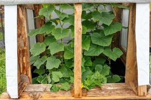 ein kleines Gewächshaus für Gurken im Garten. foto