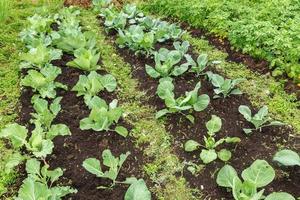 Brassica Oleracea. Kohlköpfe wachsen im Garten foto