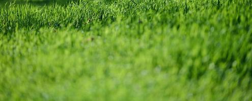 rasen mit grünem üppigem gras im park an einem frühlingstag, banne foto