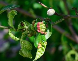 grüne pfirsichblätter sporenbefallener beutelpilz taphrina deformans foto