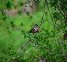 Der kleine Singvogelfink sitzt auf einem Ast im Park foto