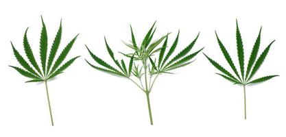 grünes Cannabisblatt auf weißem, isoliertem Hintergrund, Ansicht von oben foto