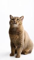 Erwachsene graue Katze Scottish Straight Sid auf weißem Hintergrund und schaut nach oben foto