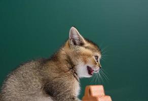 Kitten Scottish Chinchilla Straight sitzt auf vereinbartem Hintergrund foto