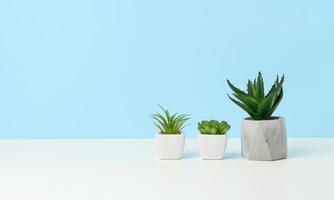 Drei Keramiktöpfe mit Pflanzen auf einem weißen Tisch, blauer Hintergrund foto