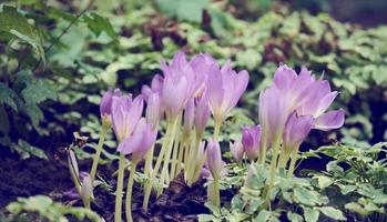 Wachsende blühende Krokusse im Garten an einem Sommertag foto