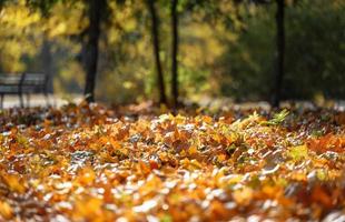 Herbstpark mit Bäumen und Sträuchern, gelbe Blätter auf dem Boden und an den Ästen. idyllische Szene