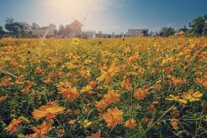 Naturansicht Kosmos abgelegt und Sonnenuntergang auf Gartenhintergrund foto