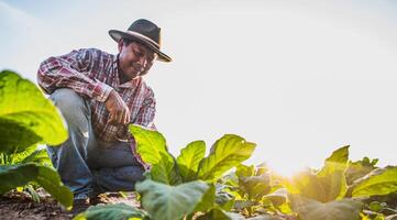 asiatischer älterer männlicher landwirt, der in tabakplantage arbeitet foto