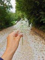 wilde Blume in der Hand foto