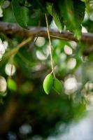 Mangos wachsen auf dem Mangobaum. nam dok mai Mango junge Mango foto