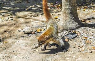 Nasenbär auf der Suche nach Nahrung auf dem Boden in Tulum, Mexiko. foto