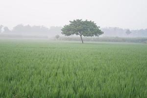 schönes natürliches grünes Panorama als Hintergrund foto