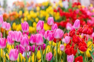 rosa und rote Tulpen foto