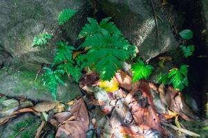 Felsen und Pflanzen im Wald foto