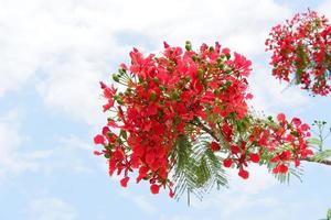 schöne frische Blumen als Hintergrund foto