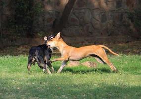 Zwei streunende Straßenhunde kämpfen auf der Straße foto