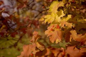 gelber Hintergrund des Herbstes mit Ahornblättern. foto