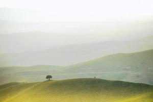 Landschaft Frühling mit Baum in der Mitte foto