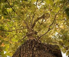 Käfer Augenbaum foto