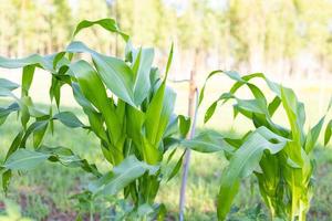 Maispflanze entsteht im Garten mit einem Tropfbewässerungssystem. foto