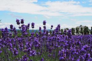 Lavendelfelder am hellen Himmel. keine Effekte foto